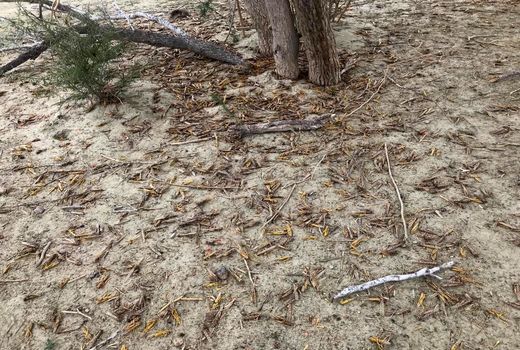 بیش از 6 هزارهکتار از مراتع سیستان و بلوچستان علیه ملخ صحرایی سمپاشی شد