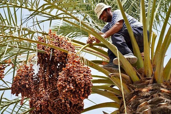 تولید خرما در سال ۱۴۰۴ به ۱.۶۸ میلیون تن میرسد