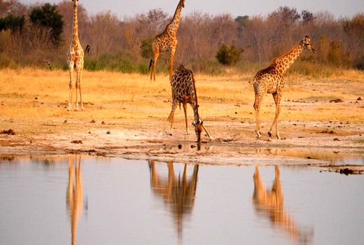 خشک‌سالی و تضاد انسان و حیات‌وحش، زرافه‌ها را تهدید می‌کند