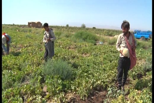 اجرای روش نوین آبیاری در ۹۰ درصد مزارع صیفی
