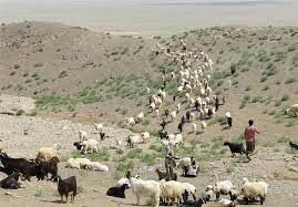 خرید تضمینی ۲۰۰ هزار راس دام عشایر خراسان شمالی آغاز شد