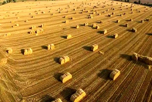 پیش بینی تولید ۴ هزار تن کاه و کلش درشهرستان گراش 