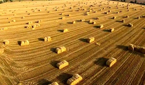 پیش بینی تولید ۴ هزار تن کاه و کلش درشهرستان گراش 