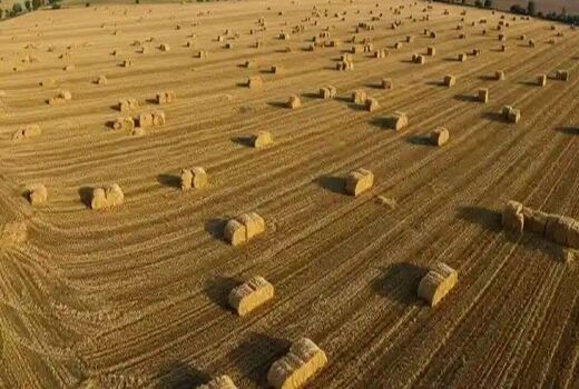 پیش بینی تولید ۴ هزار تن کاه و کلش درشهرستان گراش 
