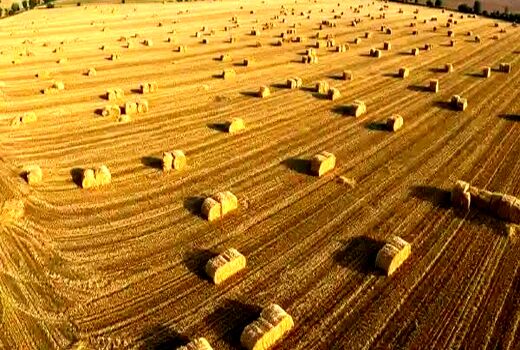 پیش بینی تولید ۴ هزار تن کاه و کلش درشهرستان گراش 