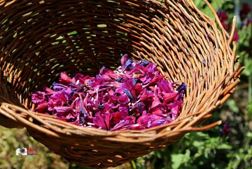 کشت گیاهان دارویی در سطح 252 هکتار از اراضی کشاورزی استان قزوین