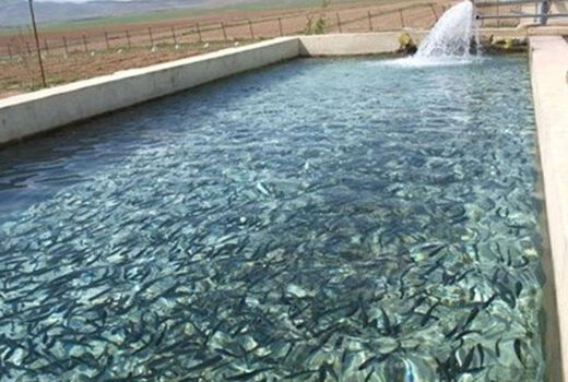 شهرستان سراب پیشرو در آبزی پروری آذربایجان شرقی 