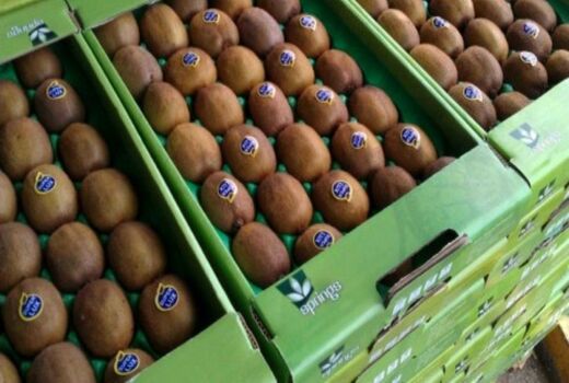  ممنوعیت صادرات زودهنگام کیوی 