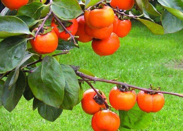 پیش بینی تولید 3 هزار و 500 تن خرمالو در فارس