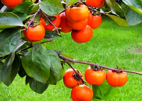 پیش بینی تولید 3 هزار و 500 تن خرمالو در فارس