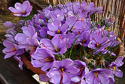 برداشت طلای سرخ از مزارع شهرستان شهربابک