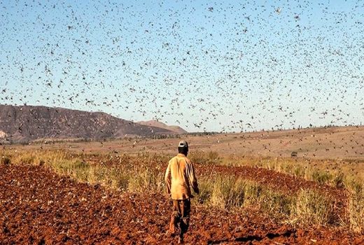 گله‌های بزرگ ملخ وارد دشت‌های استان بوشهر می‌شود 
