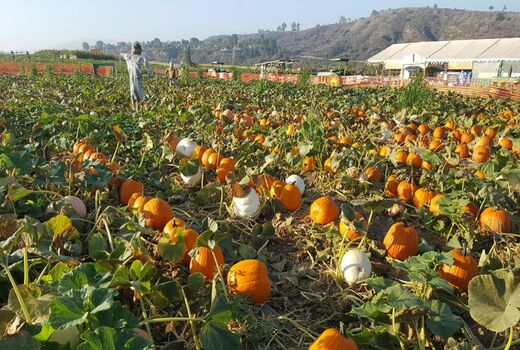 نقش تکنولوژی در مدیریت مزارع خانوادگی