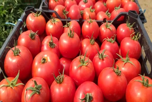 تولید بیش از ۵۲ هزار تن گوجه‌فرنگی در میاندوآب