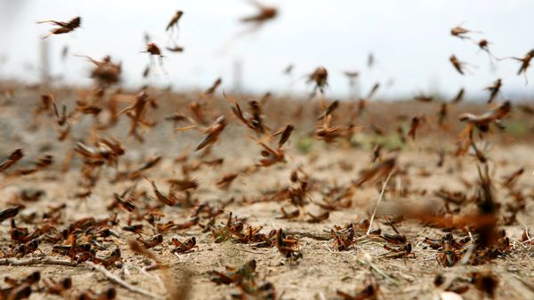 ملخ به بوشهر نیامده است، اما برای مبارزه آمادهایم