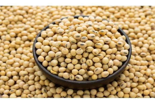 خرید 420 تن سویا از کشاورزان نکایی