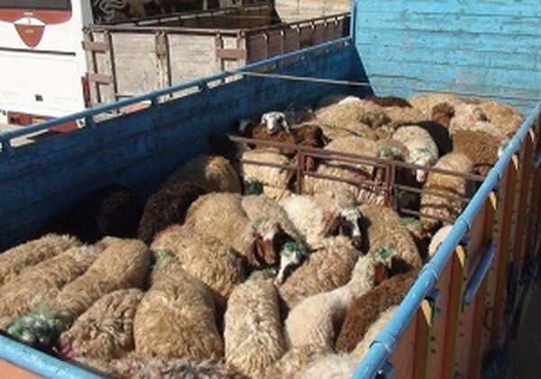 ‌دامداران آذربایجان شرقی برای جلوگیری از سرقت احشام خود بیشتر مراقبت کنند