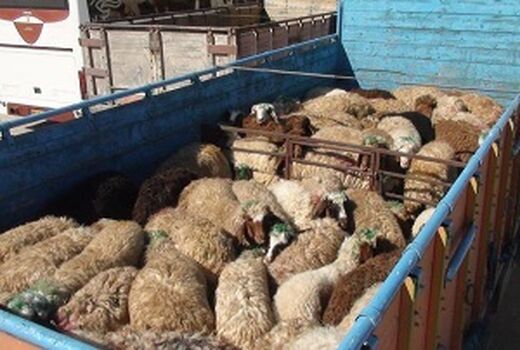 ‌دامداران آذربایجان شرقی برای جلوگیری از سرقت احشام خود بیشتر مراقبت کنند