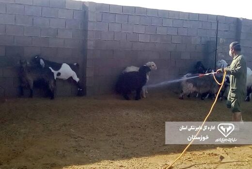 سمپاشی ۱۸۰ هزار مترمربع اماکن دامی خوزستان علیه تب کنگو