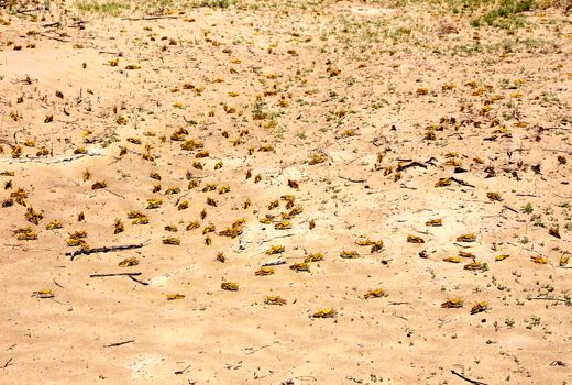 مبارزه باملخ صحرایی درسیستان وبلوچستان به 20 هزارهکتار رسید