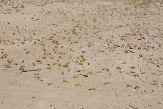 مبارزه باملخ صحرایی درسیستان وبلوچستان به 20 هزارهکتار رسید