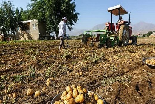  برداشت ۲۲۰ هزار تُن سیب‌زمینی از مزارع چهارمحال و بختیاری