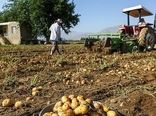  برداشت ۲۲۰ هزار تُن سیب‌زمینی از مزارع چهارمحال و بختیاری