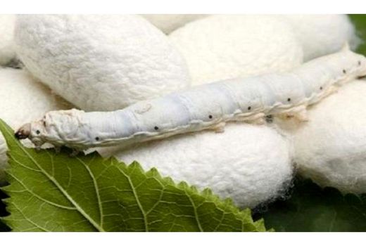 تولید 500 کیلوگرم پیله کرم ابریشم در ساری