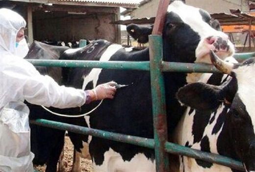 تب برفکی در چهارمحال و بختیاری فروکش کرد