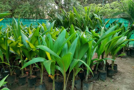 بهبود باغات حمیدیه با توزیع نهال رایگان