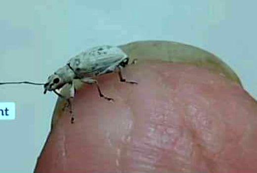 پایش آفت سرخرطومی سریلانکایی در آبادان