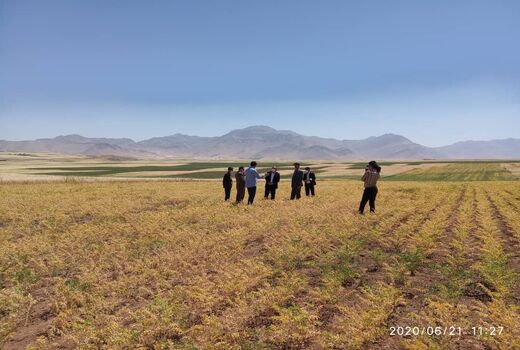 لرستان قطب تولید حبوبات در کشور