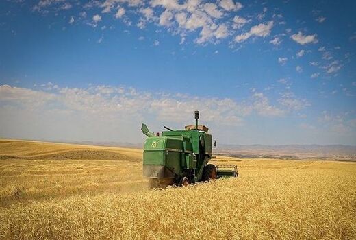  تولید بیش از ۳۴ هزار تن گندم در استان بوشهر 