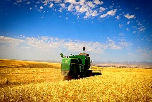  تولید بیش از ۳۴ هزار تن گندم در استان بوشهر 