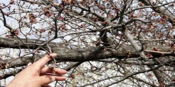 کشاورزان و دامداران اصفهان محصولات خود را بیمه کنند