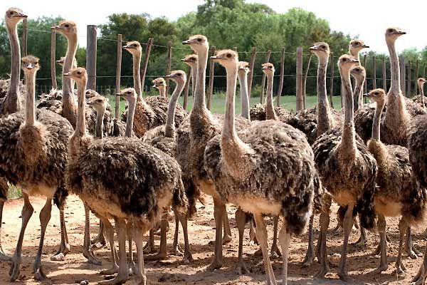 فعالیت 7 واحد پرورش شتر مرغ در چهارمحال و بختیاری 