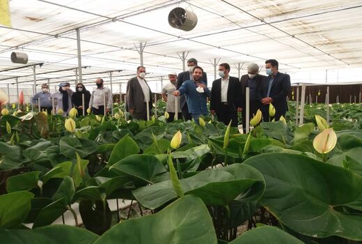 بازدید رئیس سازمان جهاد کشاورزی استان تهران از شهرک گلخانه‌ای حصارگلی شهرستان ورامین