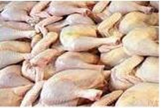 تولید 6800 تن گوشت سفید در نور/ ارزش اقتصادی 1500 میلیاردی
