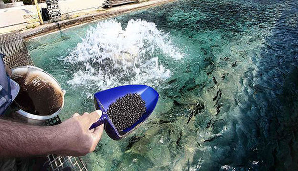 رفع ممنوعیت صادرات خوراک آبزیان 