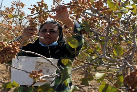 یکهزار تُن پسته خشک از باغات آران و بیدگل برداشت شد