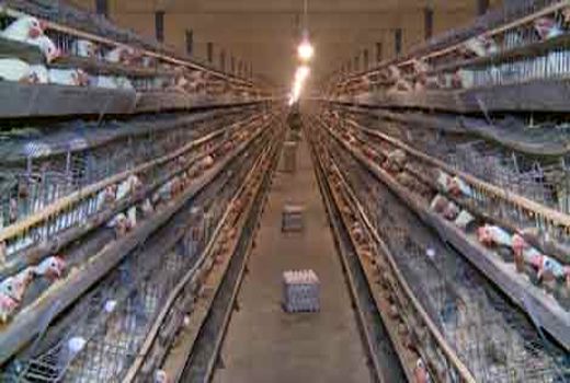 افزایش ۵۰ درصدی جوجه ریزی در کاشان
