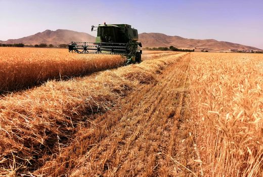 خرید تضمینی ۱۲۰هزار تن گندم در ۱۰ سیلوی استان تهران