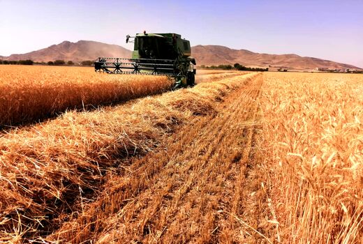 خرید تضمینی ۱۲۰هزار تن گندم در ۱۰ سیلوی استان تهران
