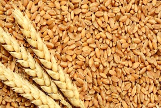 استفاده از بذور گواهی شده در گندم، محصول را تا ۳۰ درصد محصول افزایش می‌دهد