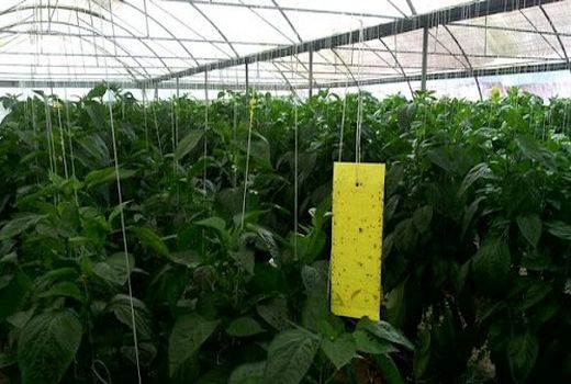 بیش از 6000 هکتار از مزارع و باغات استان البرز تحت پوشش طرح کنترل بیولوژیک آفات قرار گرفت 