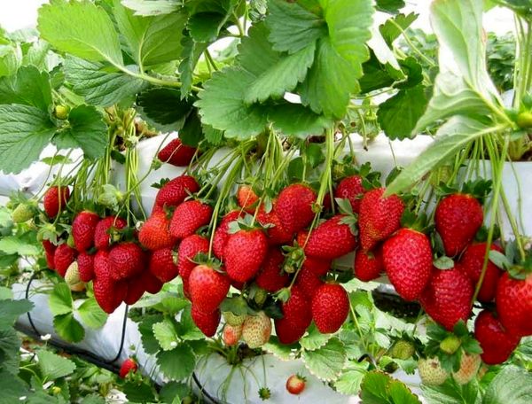 تولید سالانه 239 تن توت فرنگی گلخانهای در آذربایجانغربی