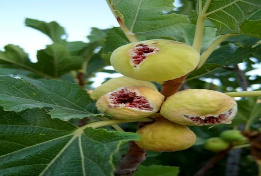 آغاز برداشت انجیر از باغ های دیم نی ریز