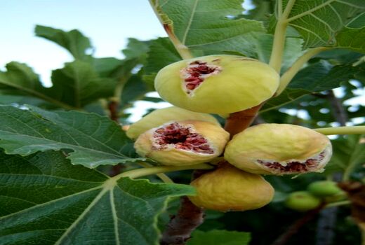 آغاز برداشت انجیر از باغ های دیم نی ریز