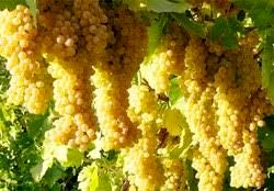 طرح فراز در هزار هکتار از تاکستانهای ابهر اجرایی میشود