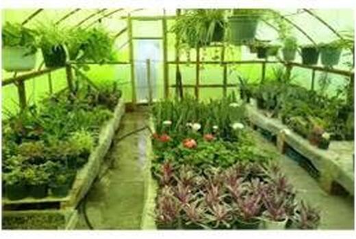 صدور 19 فقره مجوز گلخانه در میاندورود